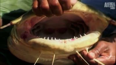 Still from The Lost Reels – Himalayan Giant
