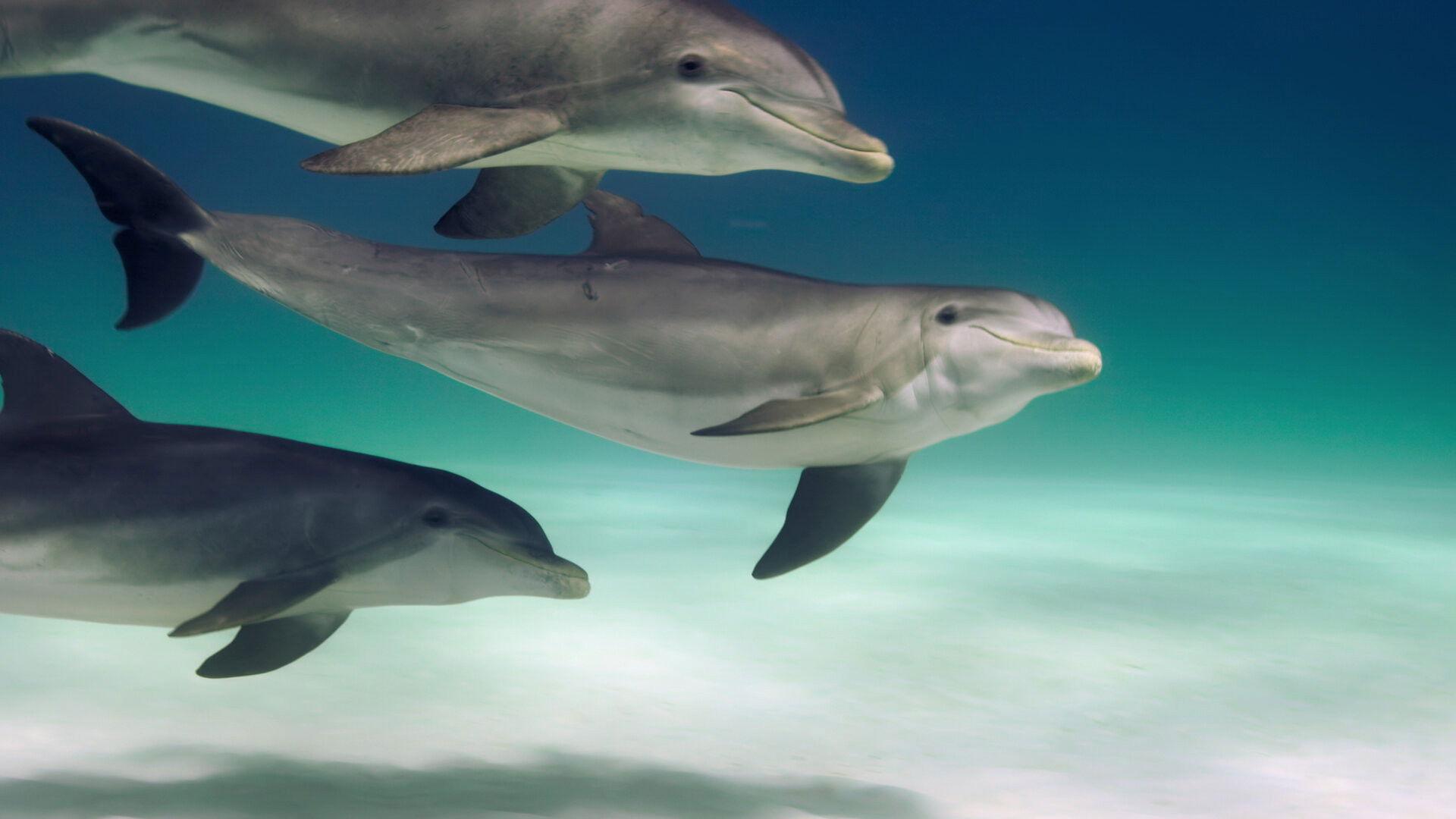 Still from Dolphins