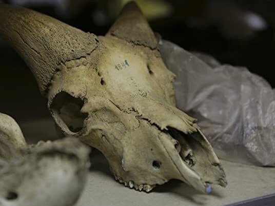 Still from Journey to the Ice Age