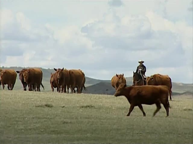 Still from Cowboy Tech
