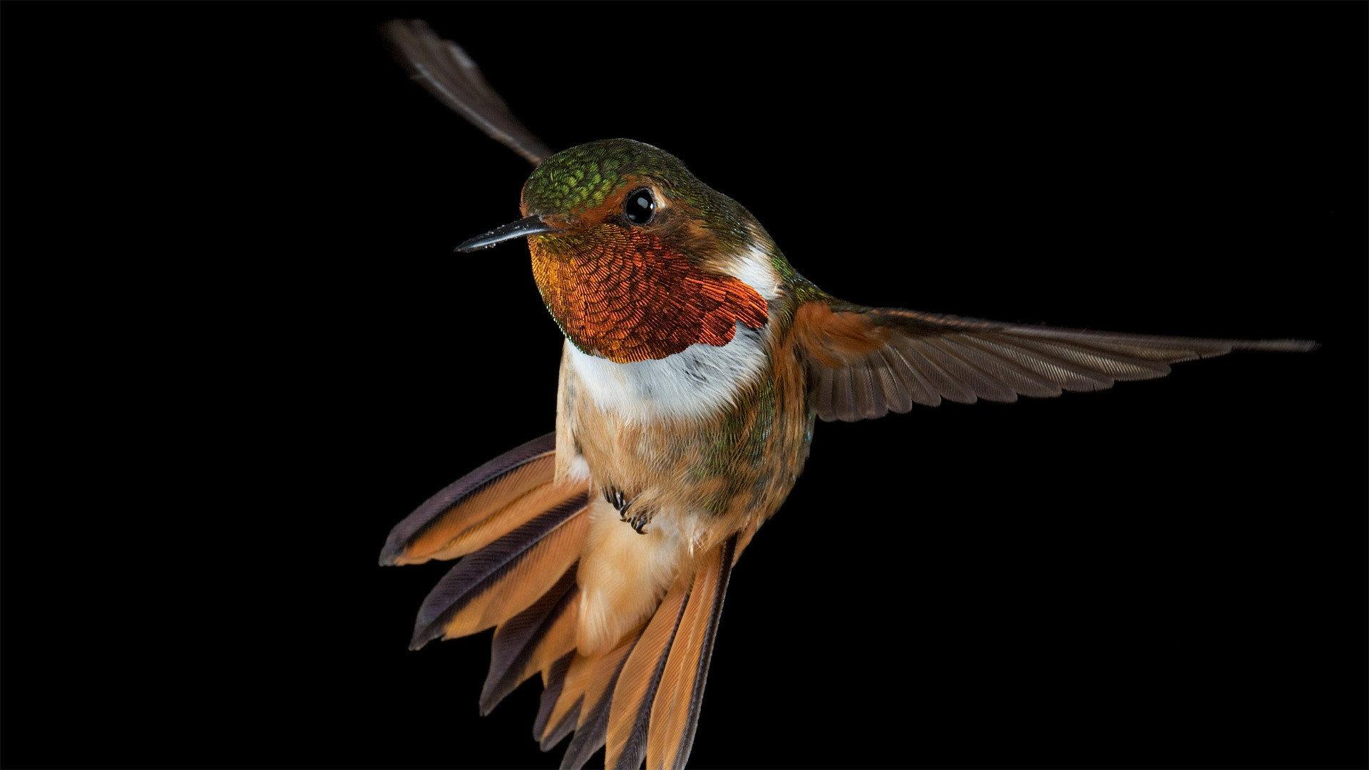 Still from Hummingbirds: Magic in the Air