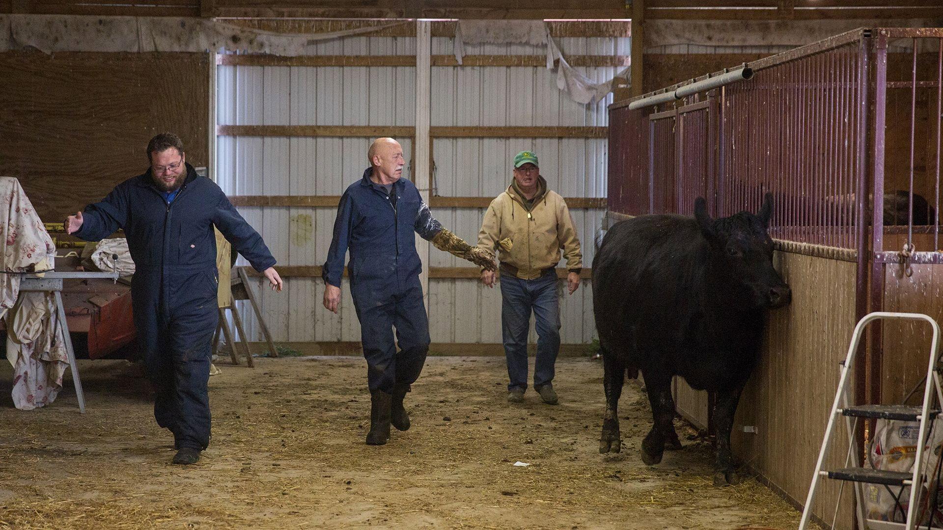 Still from The Upper Hoof