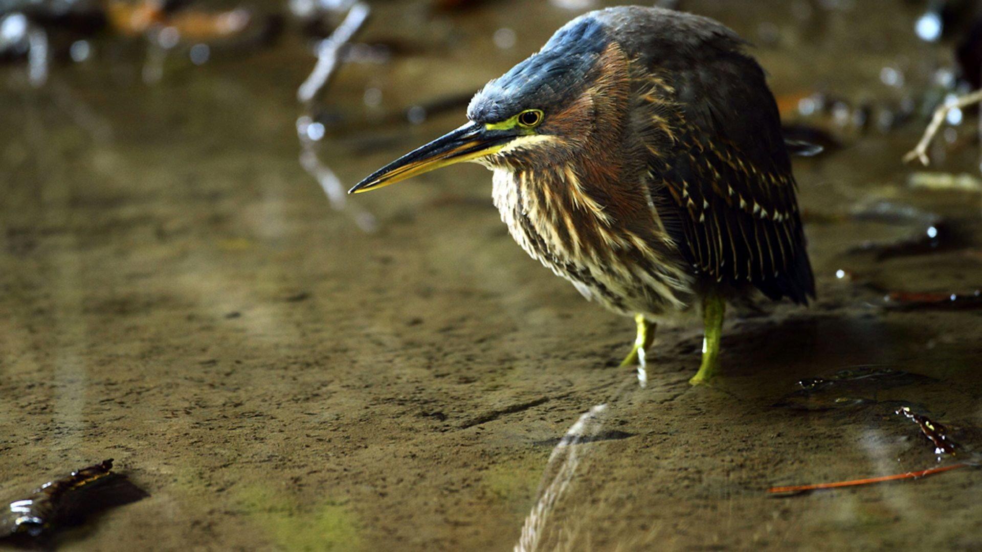 Still from Heligan: Secrets of the Lost Garden