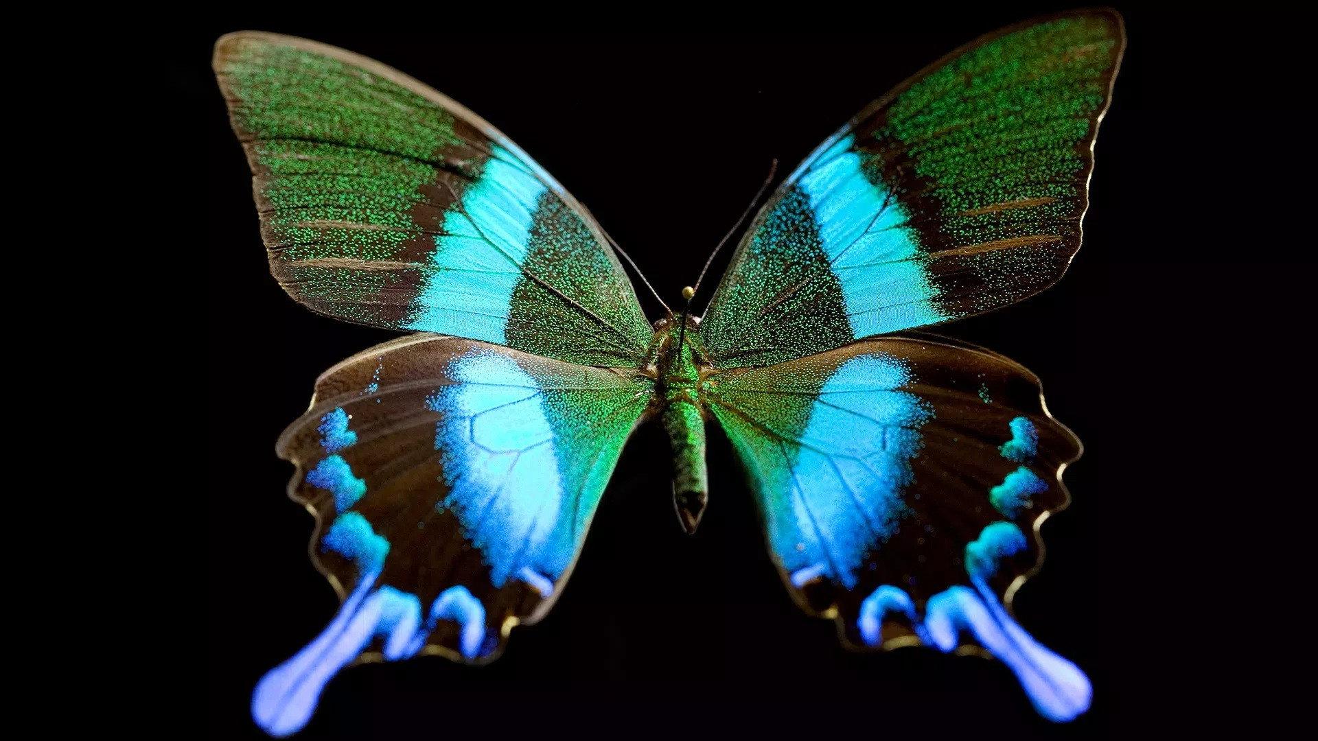 Still from Butterfly Blueprints