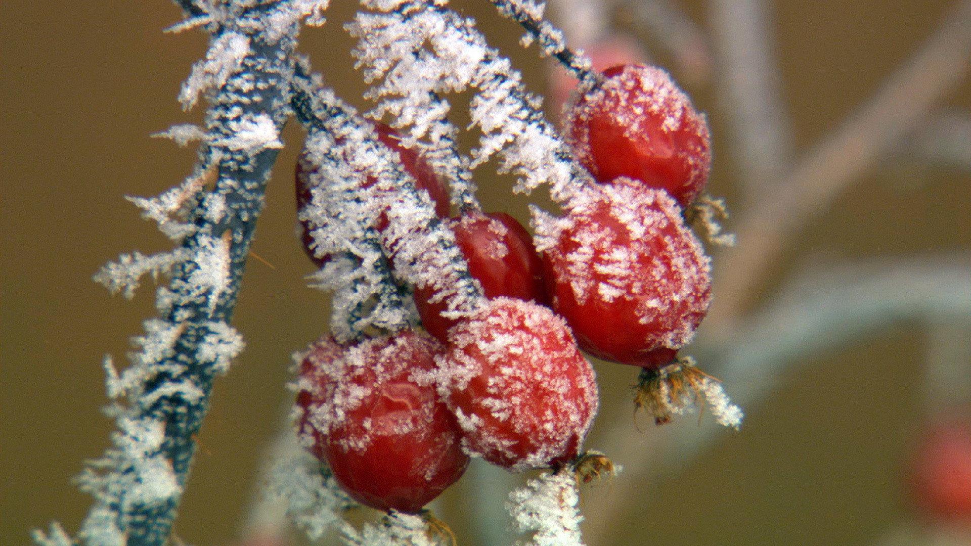 Still from Christmas in Yellowstone
