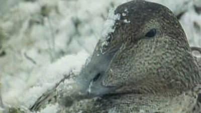 Still from Tough Ducks