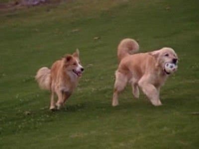 Still from All Dogs Go to Heaven