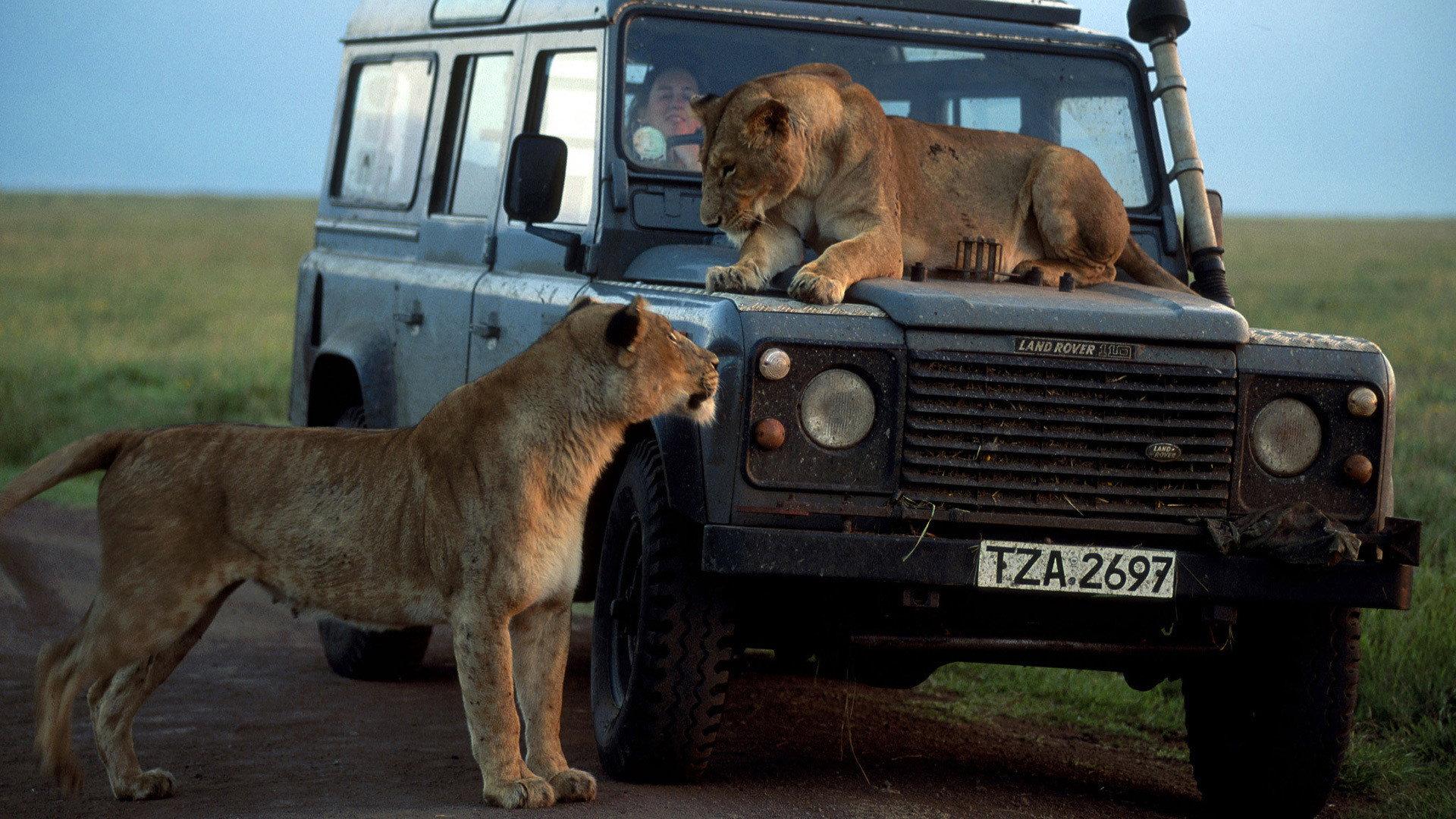 Still from Chasing Big Cats