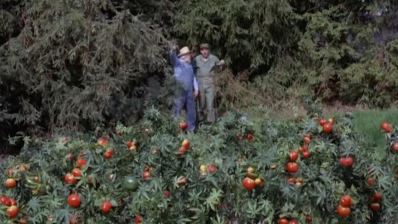 Still from The Price of Tomatoes