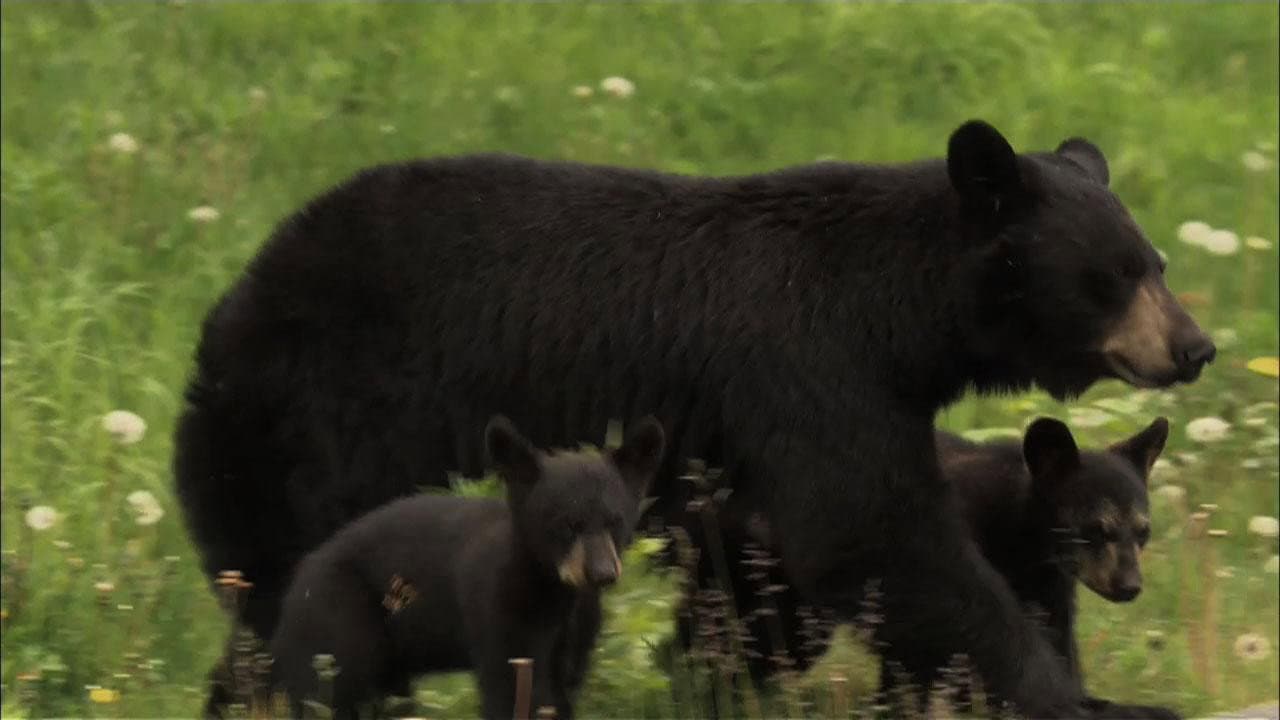 Still from Bears of the Last Frontier: The Road North