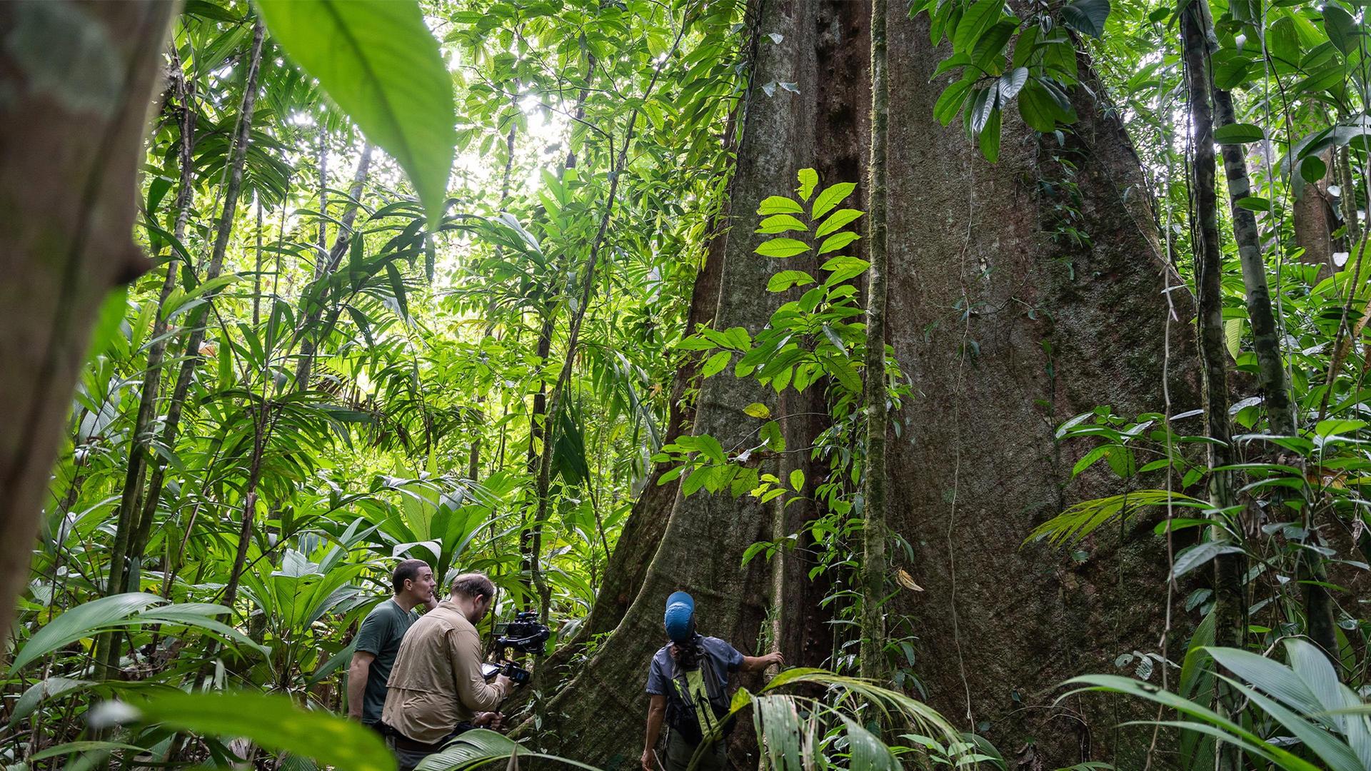 Still from Secrets of the Forest