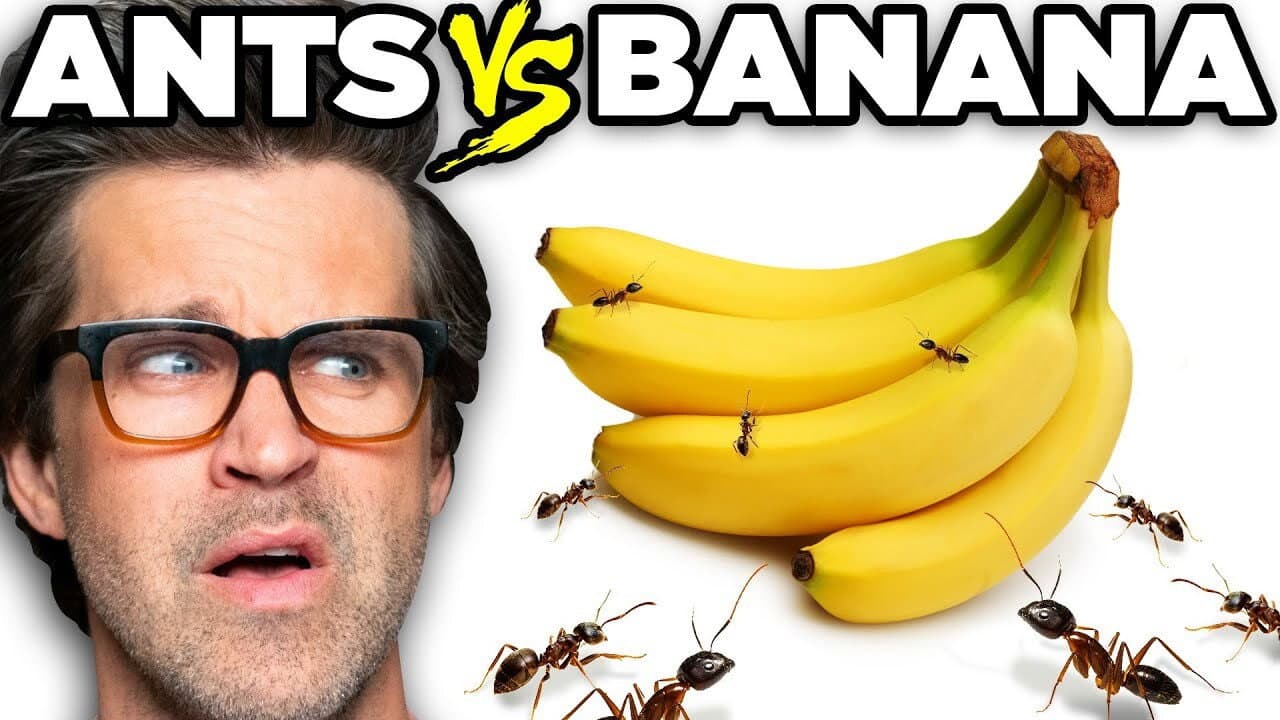 Still from Ants vs. Food (Game)