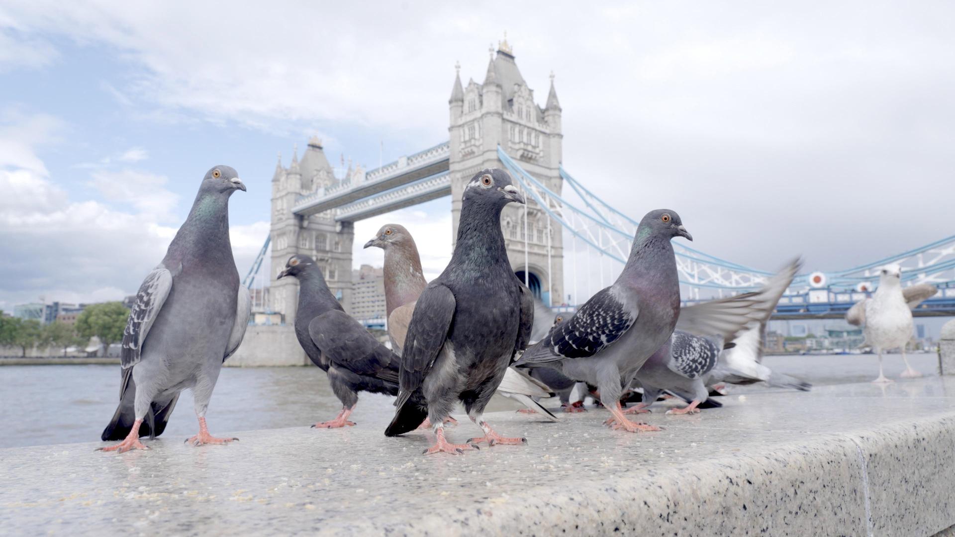 Still from The Pigeon Hustle