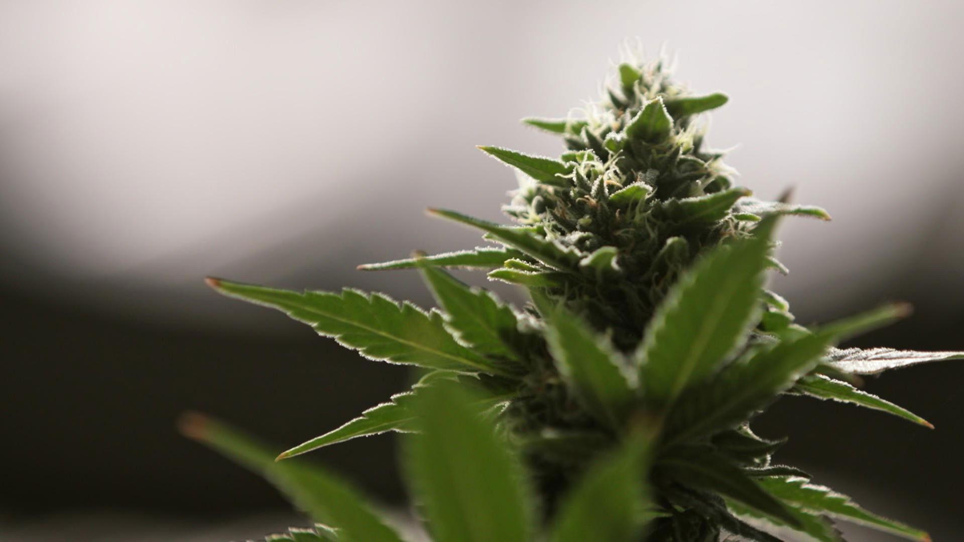 Still from Weed