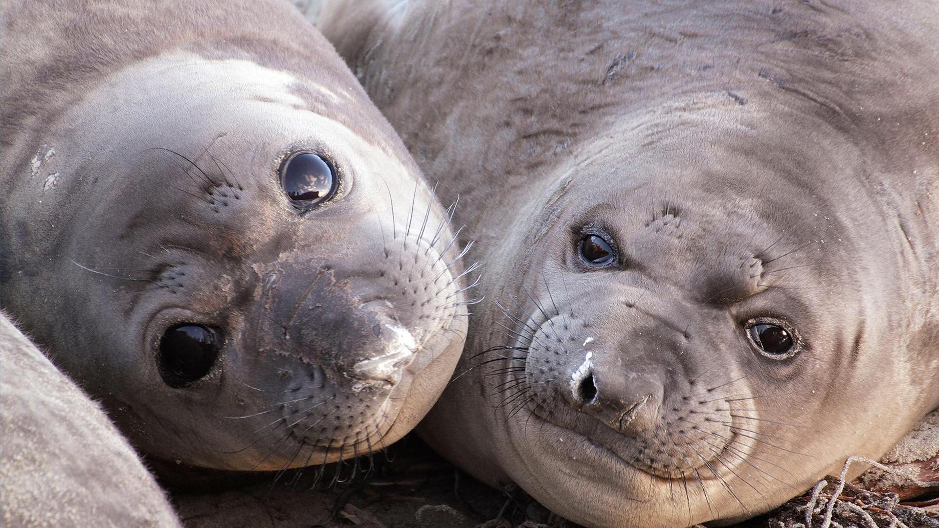 Still from Animals with Cameras 01: Oceans