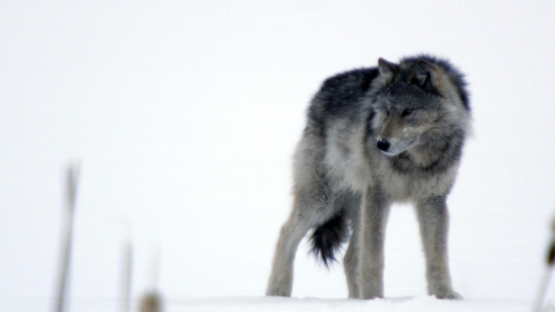 Still from Wolves and Buffalo: The Last Frontier