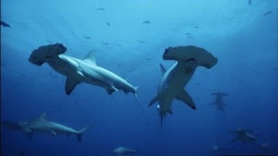 Still from Hammerhead