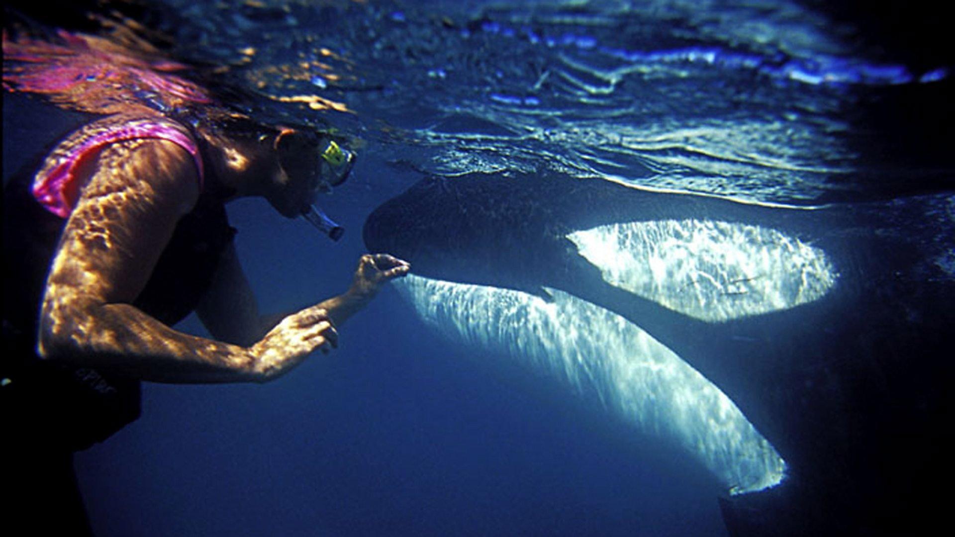 Still from The Woman Who Swims with Killer Whales