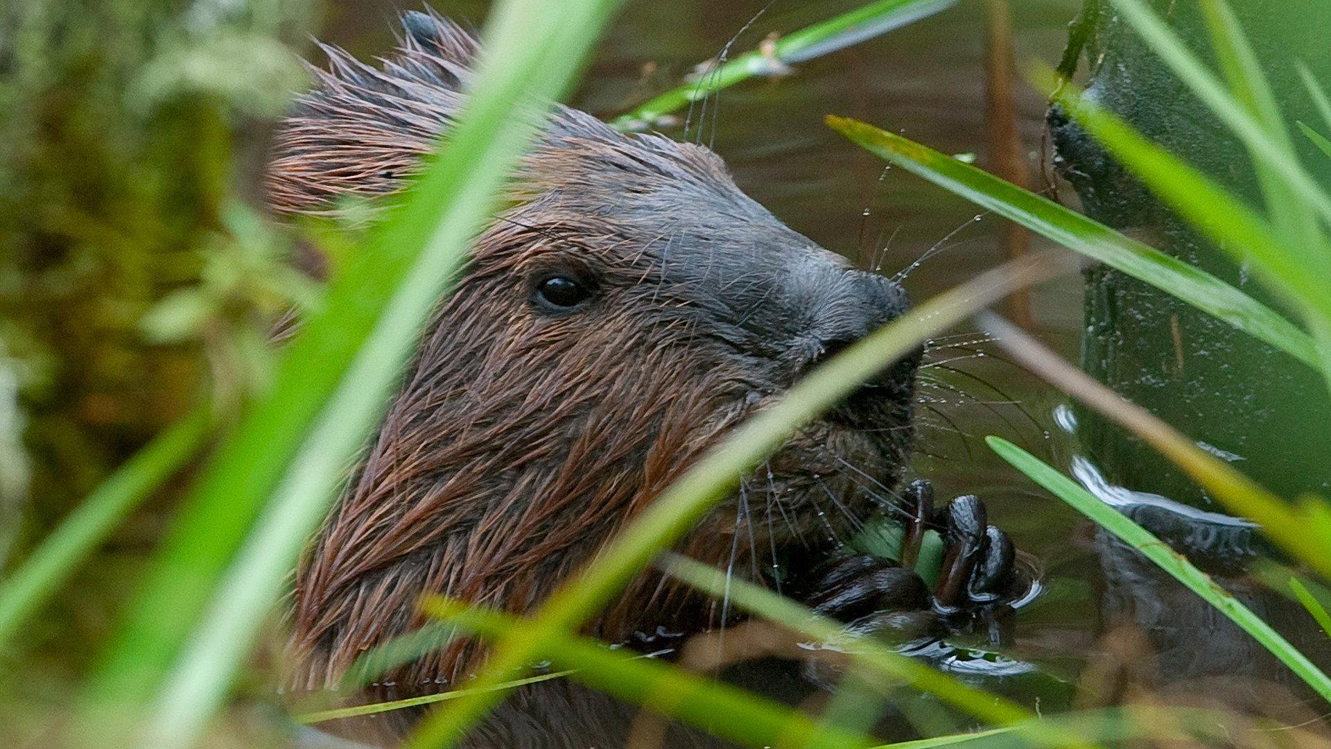 Still from Leave It to Beavers