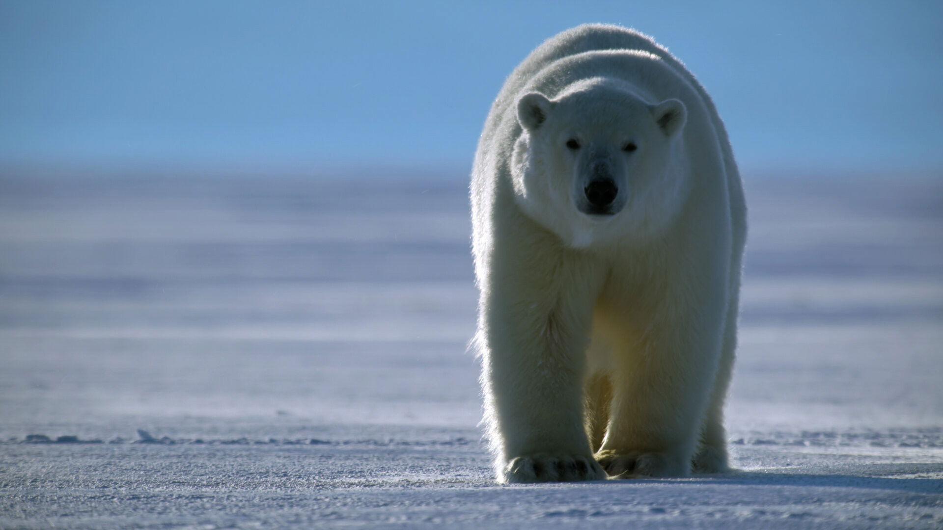 Still from Bears