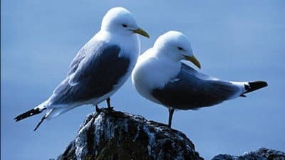 Still from Saving Our Seabirds