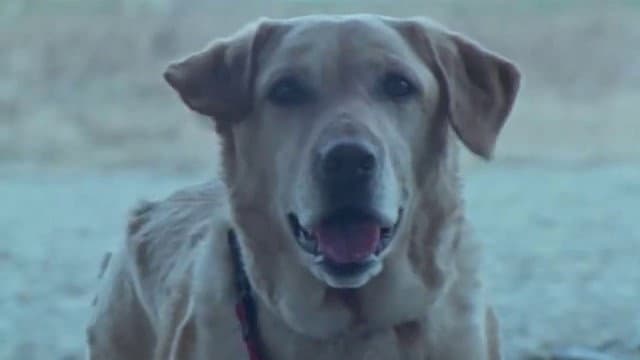 Still from The Dog Runs!!