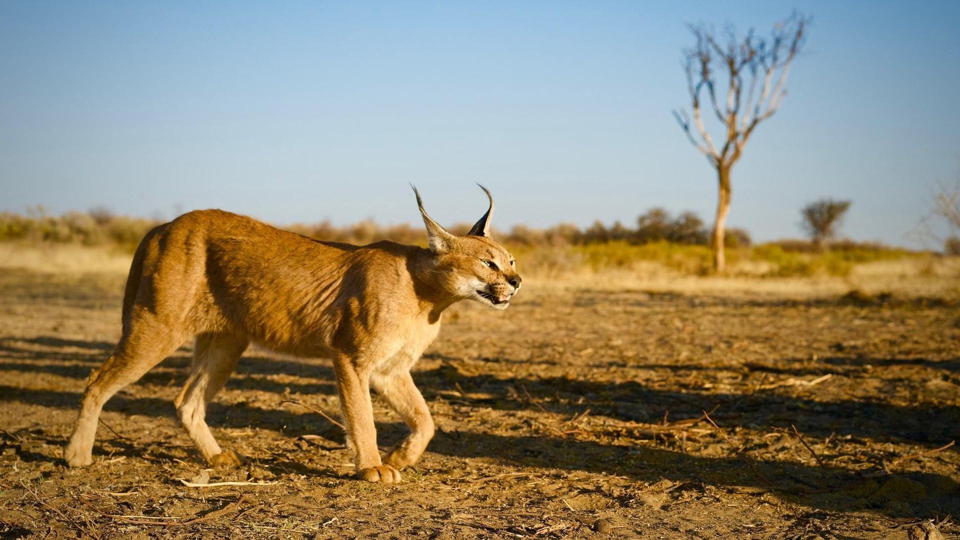 Still from The Story of Cats: Asia to Africa