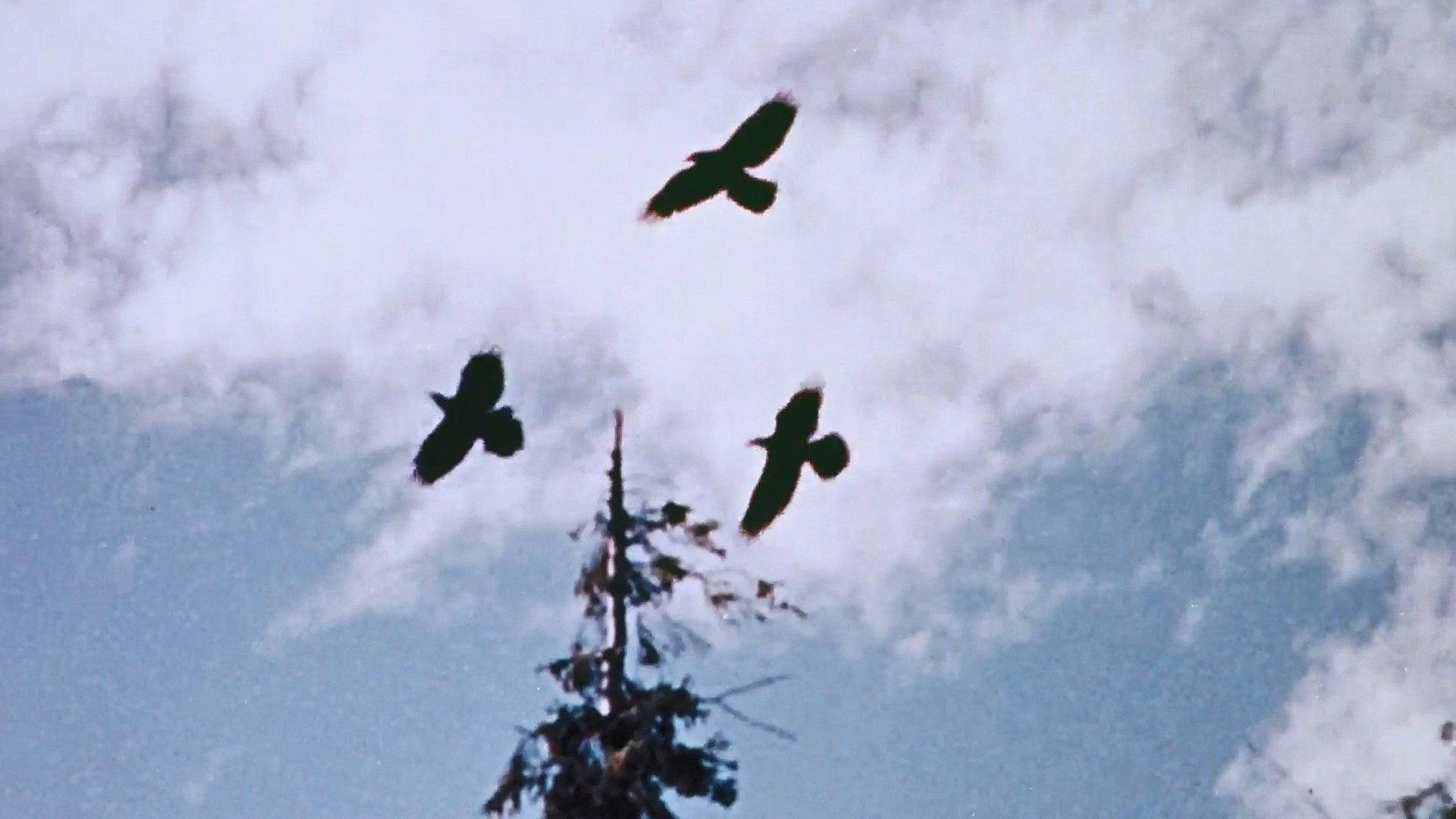 Still from Money Crop
