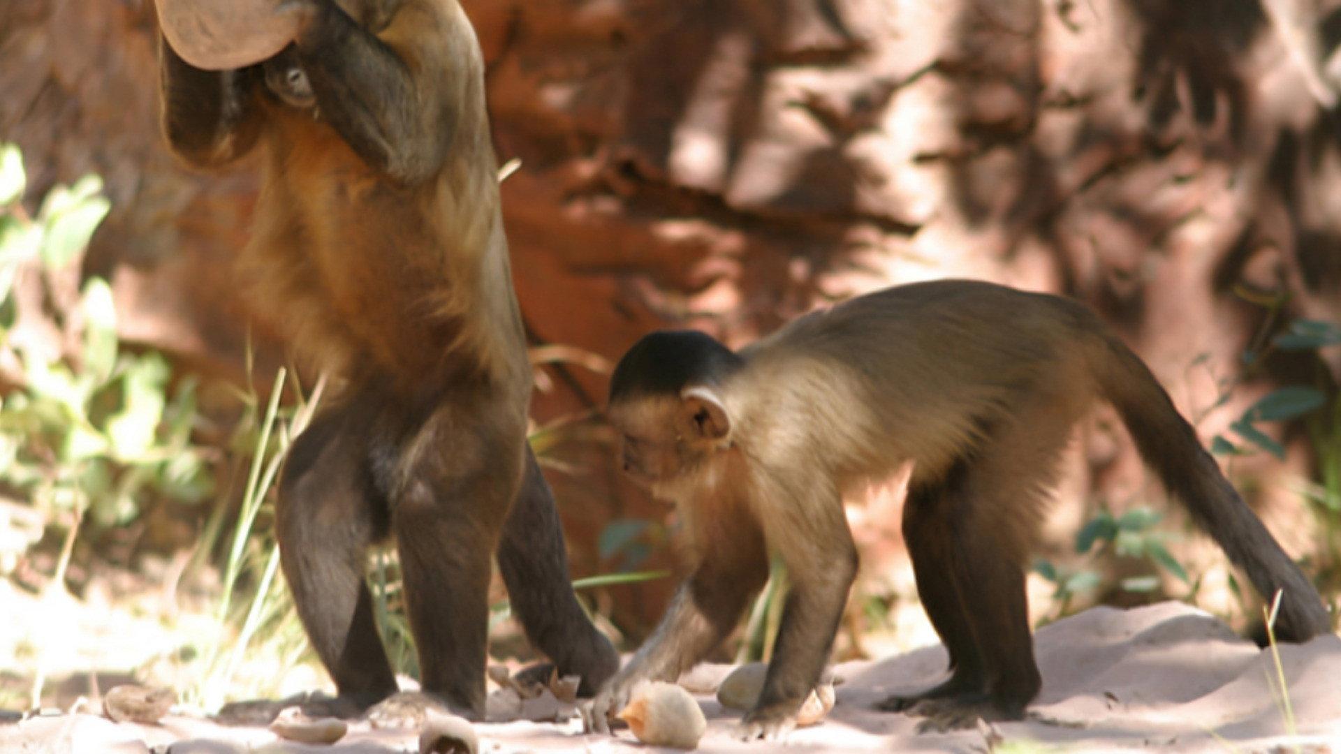 Still from Deep Jungle: The Beast Within