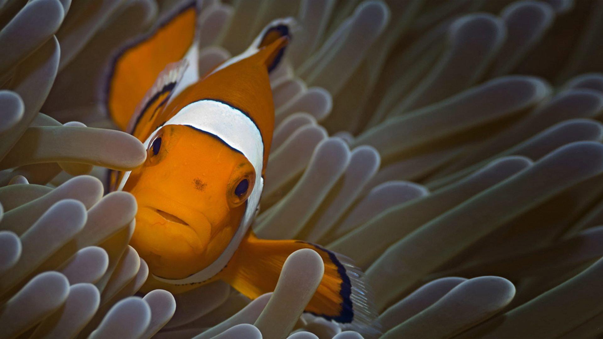 Still from Fish