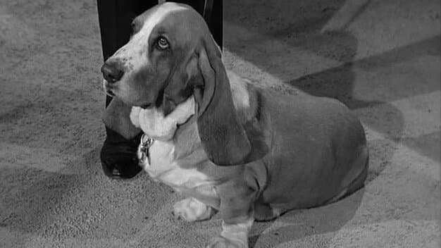 Still from Dog Days at Shady Rest