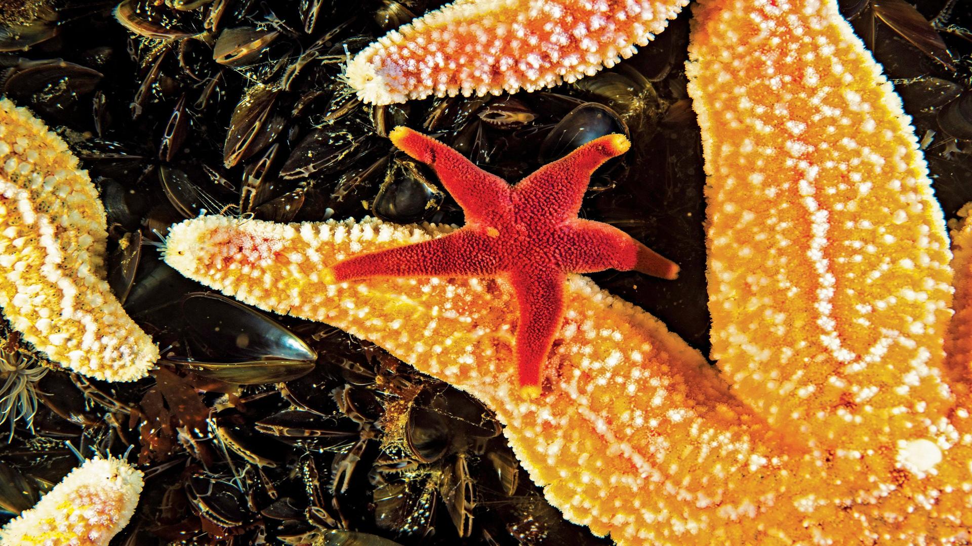 Still from Sea Change: Peril in the Gulf of Maine