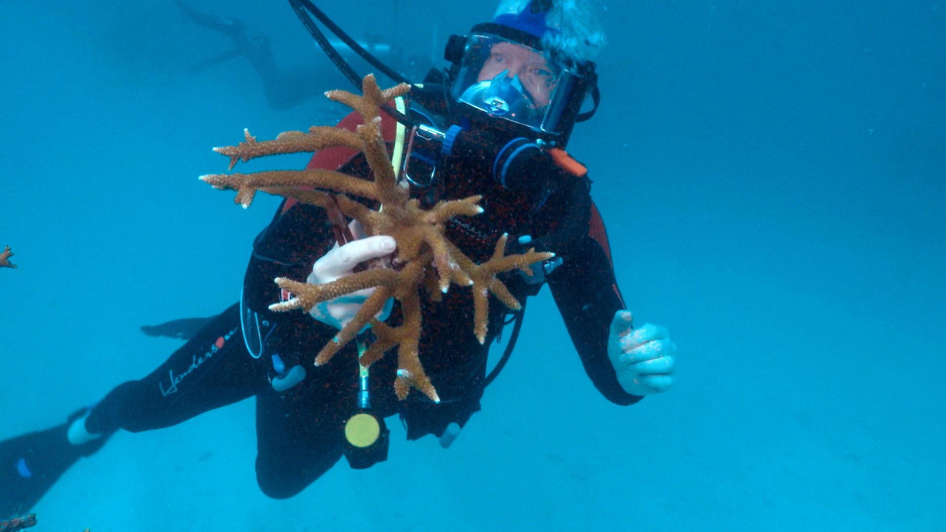 Still from 9/25/2022: The Secretary of State, Inside the Committee, Rescuing Reefs