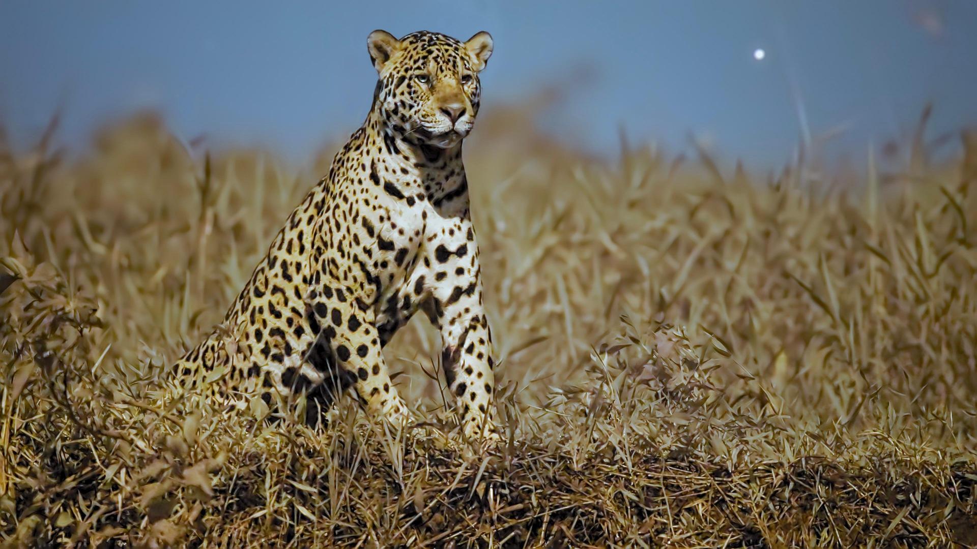 Still from Jaguar Jungle