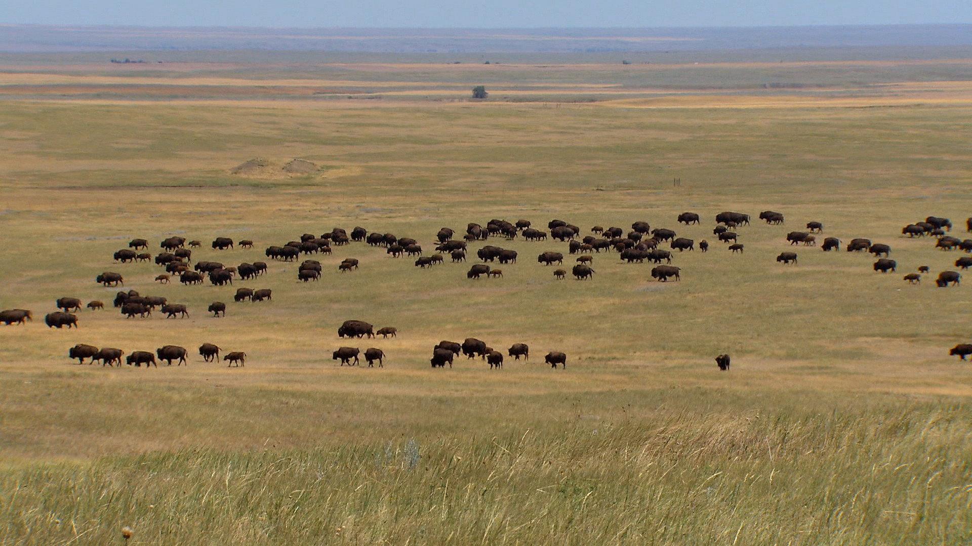 Still from 10/23/2022: Dominion, American Prairie, Ina Garten