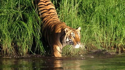 Still from Man-Eating Tigers of the Sundarbans