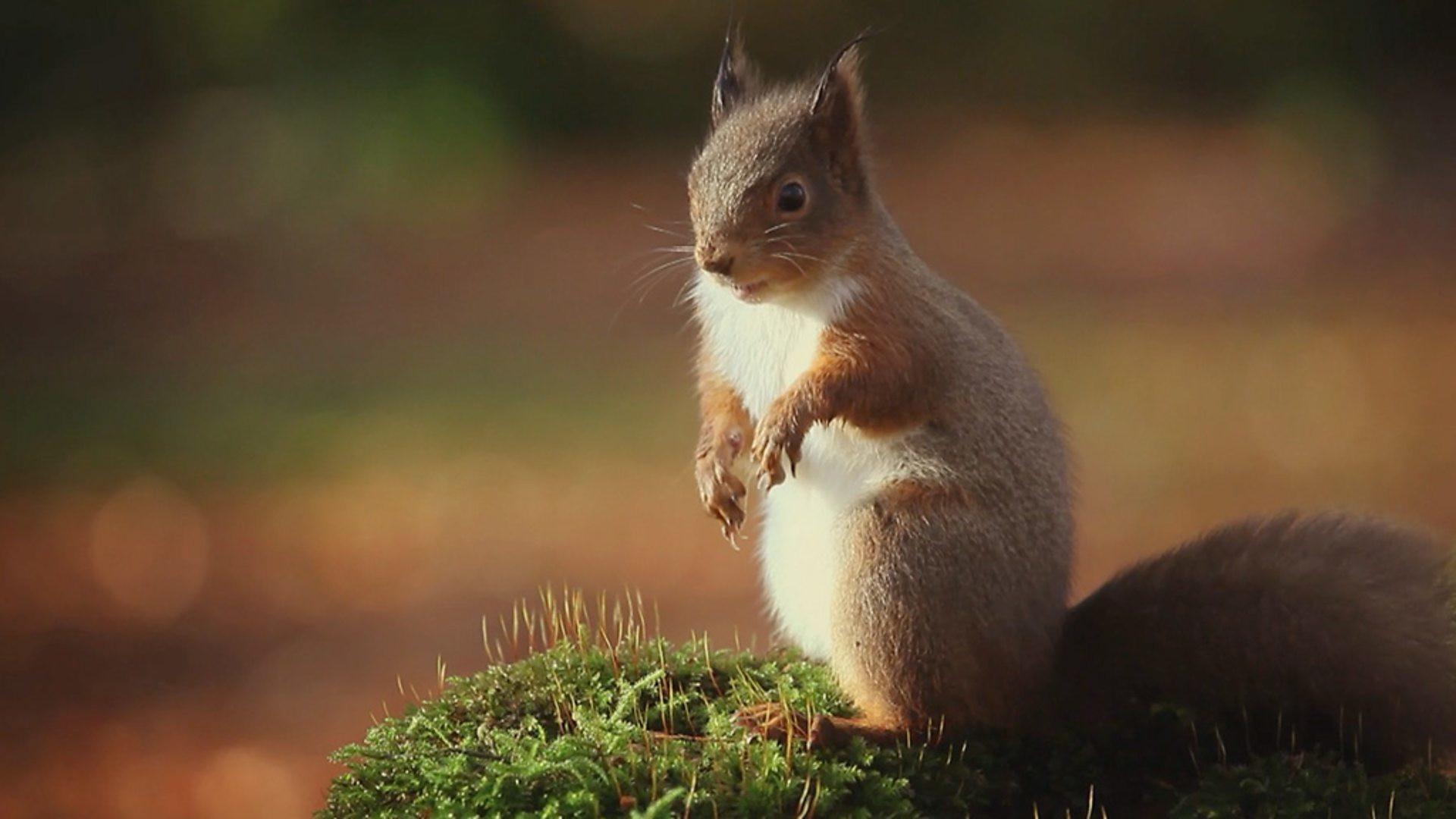 Still from Ireland's Wild River: The Mighty Shannon