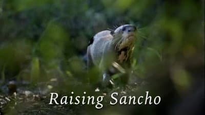 Still from Raising Sancho