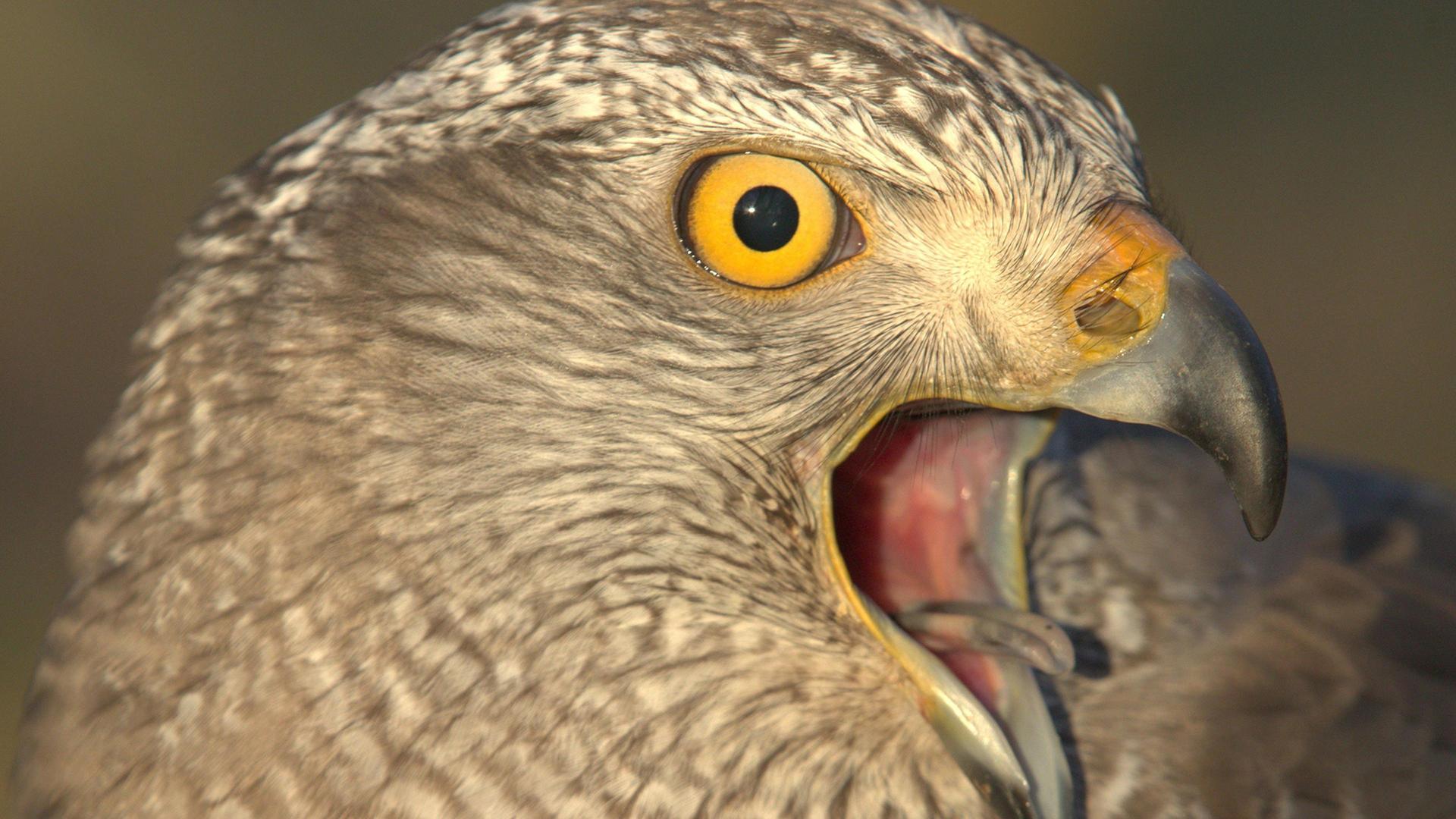 Still from Raptors - A Fistful of Daggers: Meet the Raptors