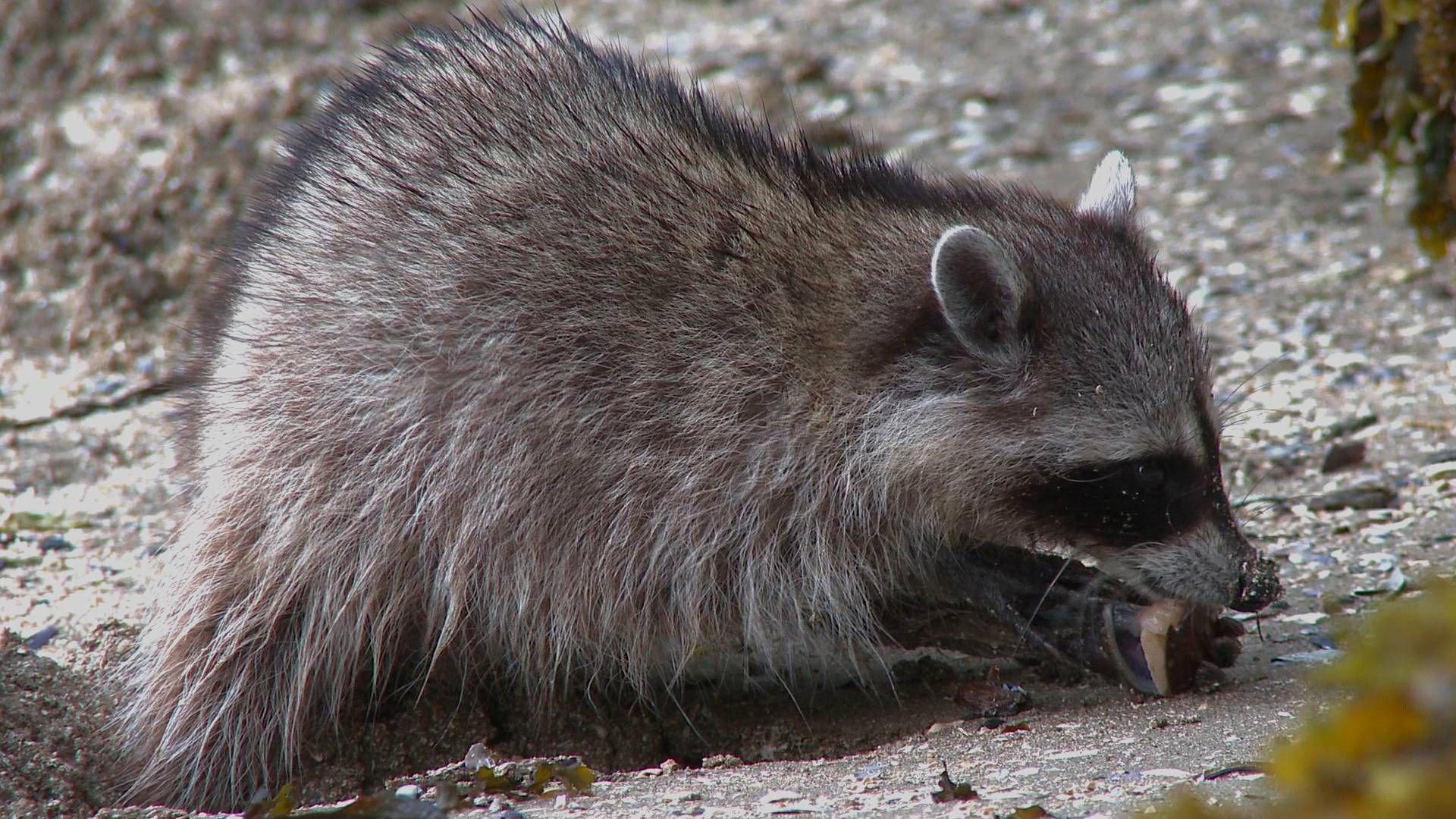 Still from Raccoon Nation