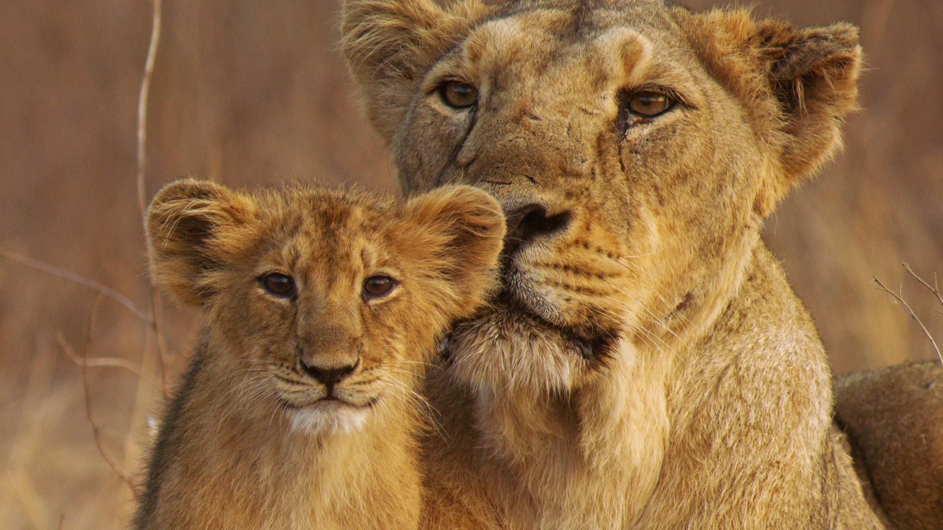 Still from India's Wandering Lions
