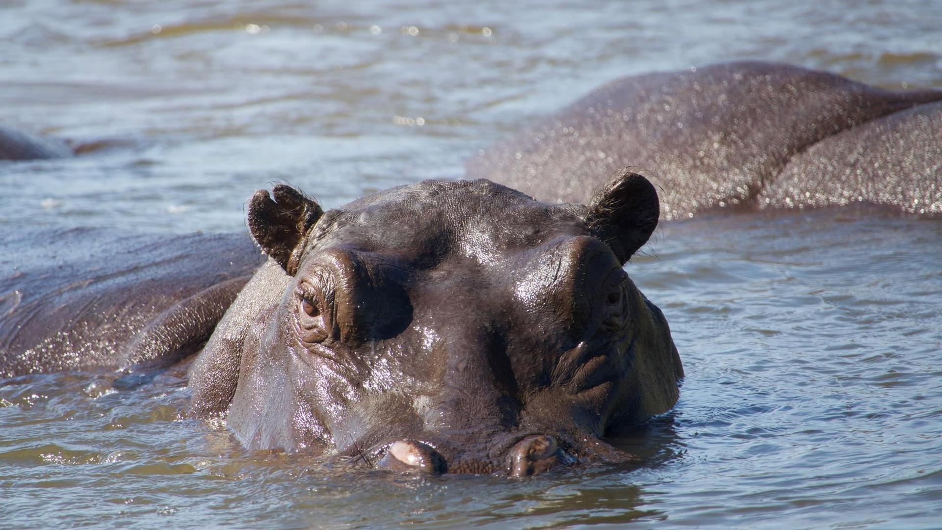 Still from Hippos: Africa's River Giants