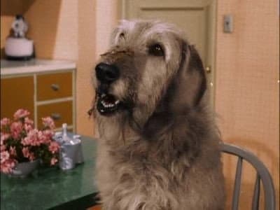 Still from Man's Best Friend