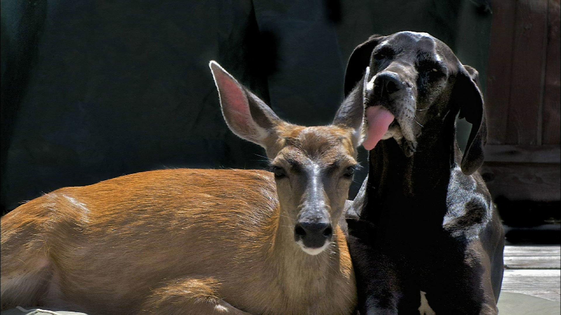 Still from Animal Odd Couples