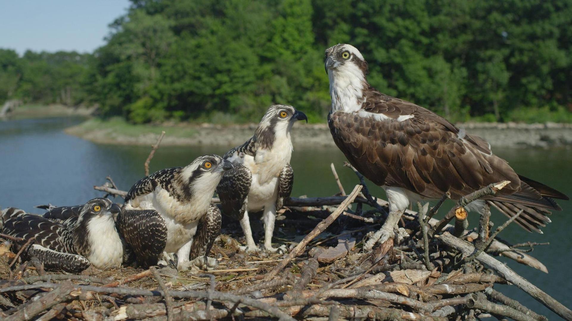 Still from Season of the Osprey