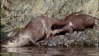 Still from On the Trail of Tarka