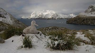 Still from South Georgia: an Island All Alone