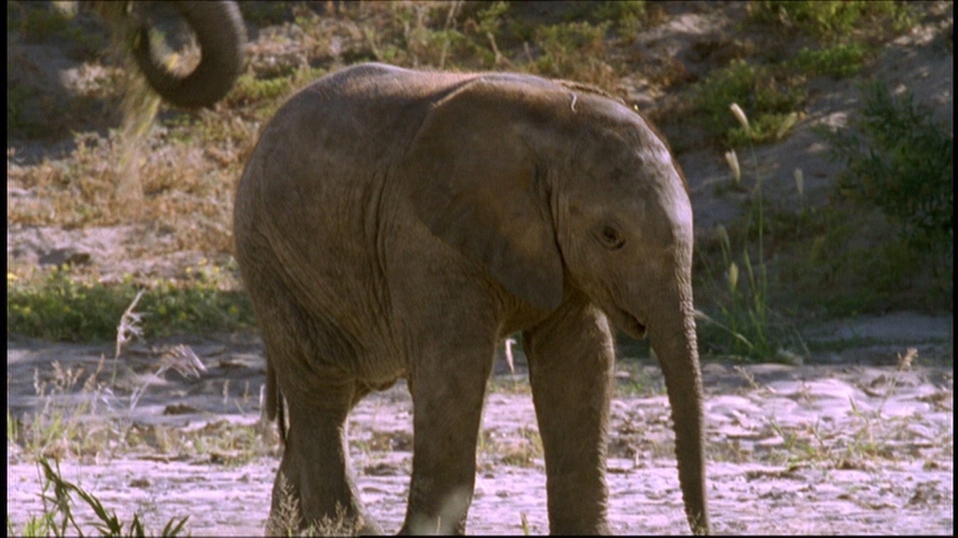Still from Elephant Nomads of the Namib Desert
