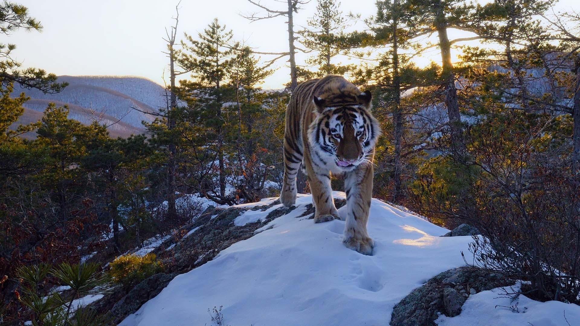 Still from Forests
