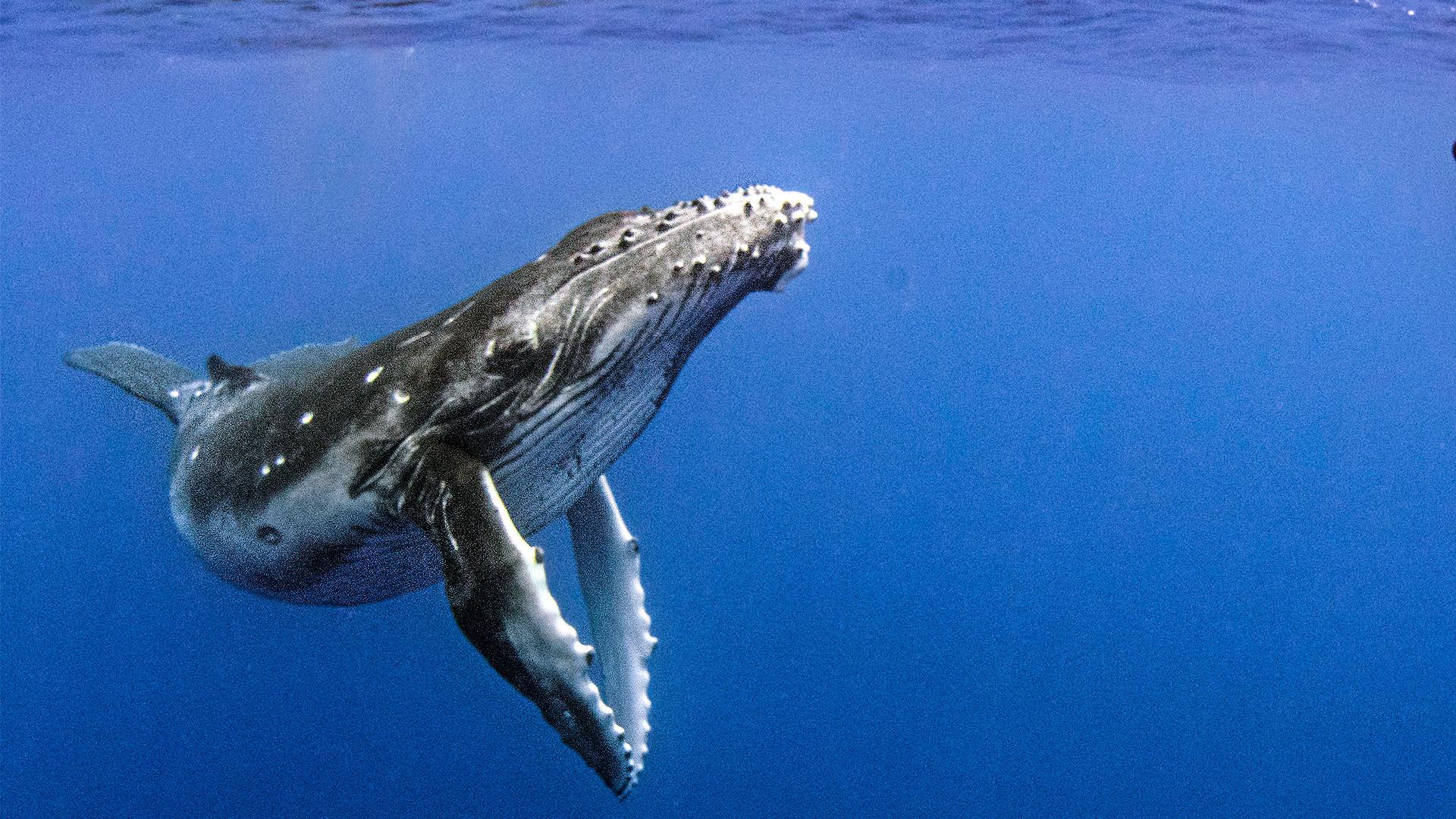 Still from Humpback Whales: A Detective Story